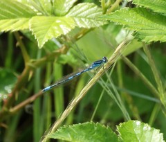 Coenagrion scitulum