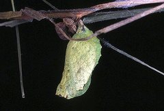 Heteronympha banksii banksii