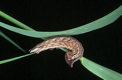 Heteronympha banksii banksii