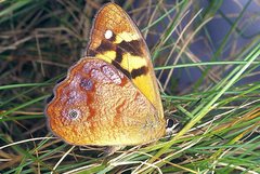 Heteronympha banksii banksii