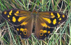 Heteronympha banksii banksii