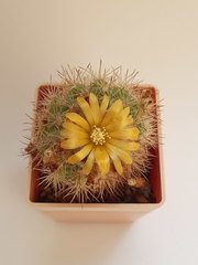 Parodia