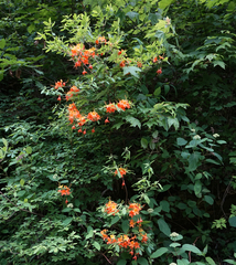 Rhododendron calendulaceum