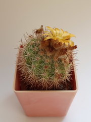 Parodia