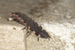 Lampyris iberica