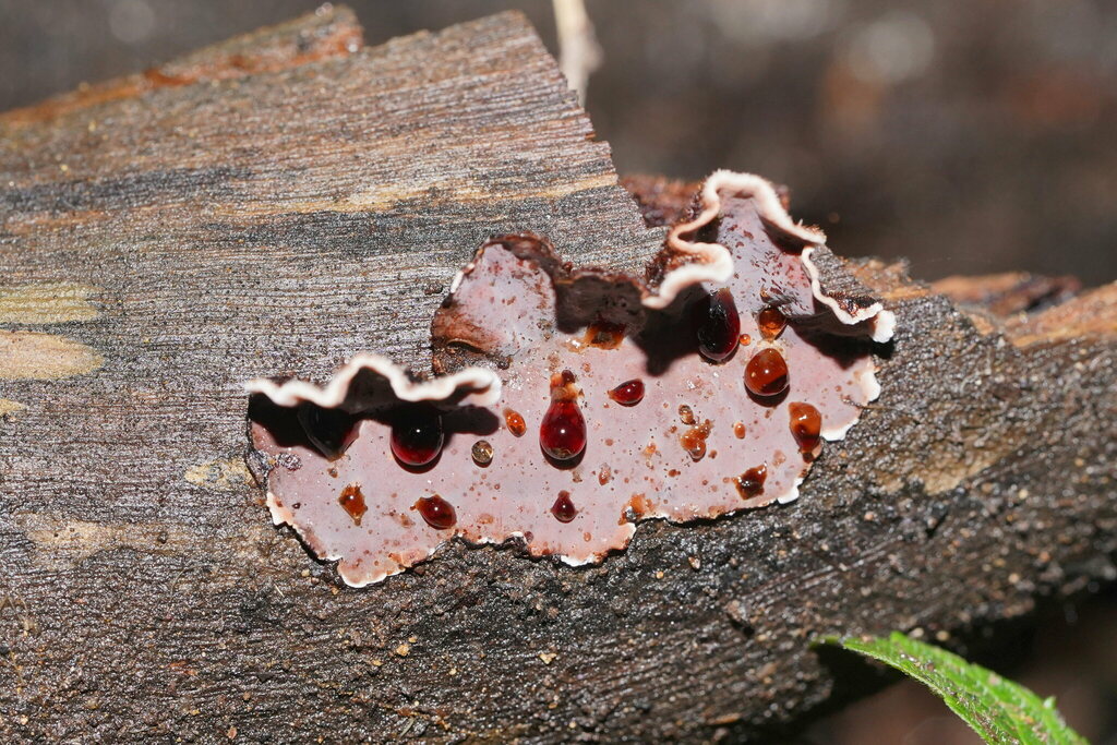 Stereum illudens from Balook VIC 3971, Australia on June 28, 2024 at 03 ...