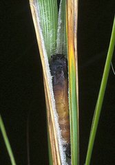 Hesperilla flavescens