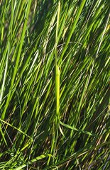 Hesperilla flavescens