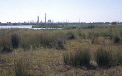 Hesperilla flavescens