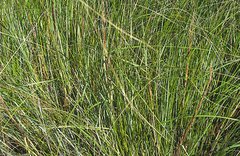 Hesperilla flavescens