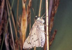 Hesperilla flavescens