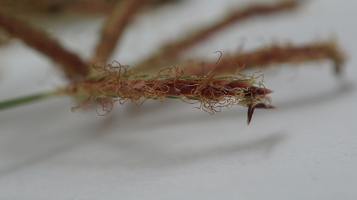 Cyperus tuberosus iNat (2)