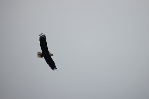 Bald Eagle photographed in Maine