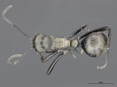 Polyrhachis trapezoidea