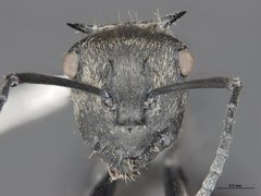 Polyrhachis trapezoidea