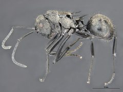 Polyrhachis trapezoidea