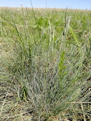 Festuca ovina