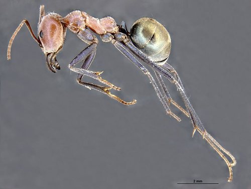 Iridomyrmex reburrusIridomyrmex reburrus