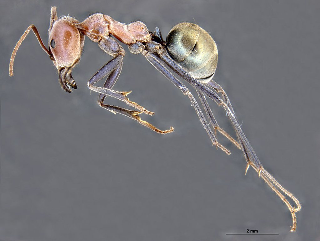 Iridomyrmex reburrus