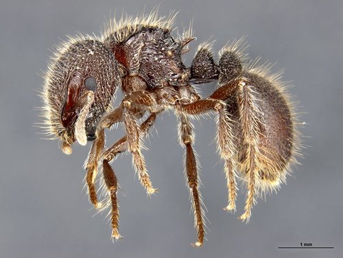 Meranoplus berrimahMeranoplus berrimah