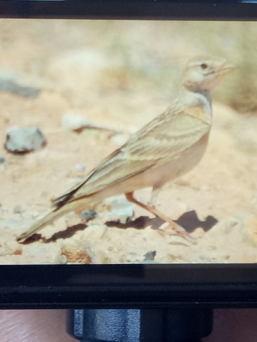 Greater Short-toed Lark