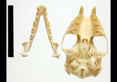 Yellow-Bellied Pouched Bat photo 5