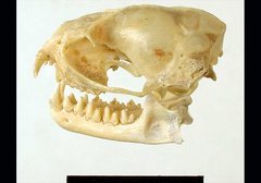 Yellow-Bellied Pouched Bat photo 3
