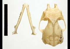 Yellow-Bellied Pouched Bat photo 4