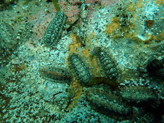 Chitonoidea