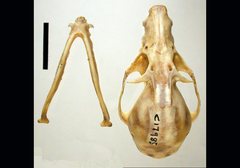 Pteropus poliocephalus