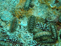 Chitonoidea