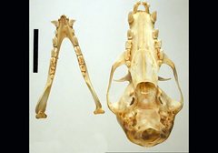 Pteropus poliocephalus