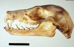 Pteropus poliocephalus