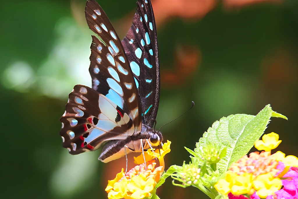 Common Jay from Valencia, Negros Oriental, Philippines on July 5, 2024 ...