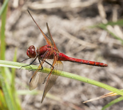 Sympetrum madidum