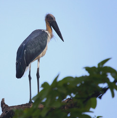 Leptoptilos javanicus