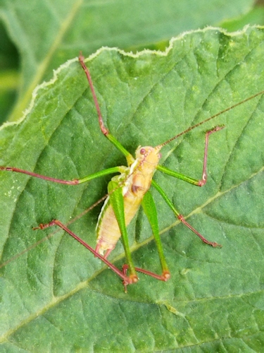 Striped Bush-cricket photo 3
