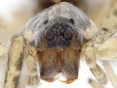 Artoriopsis