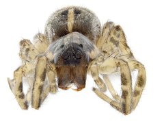 Artoriopsis