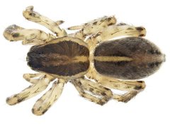 Artoriopsis