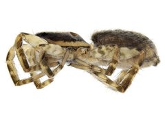 Artoriopsis