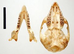 Pseudocheirus peregrinus