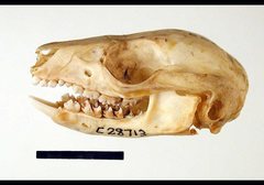 Pseudocheirus peregrinus