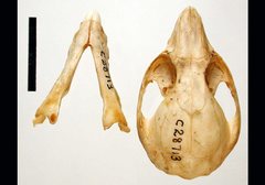 Pseudocheirus peregrinus