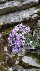 Aubrieta deltoidea