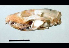 Phascogale tapoatafa