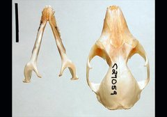 Phascogale tapoatafa
