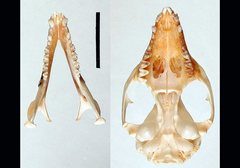Phascogale tapoatafa