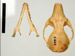Phascogale calura