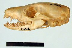 Phascogale calura